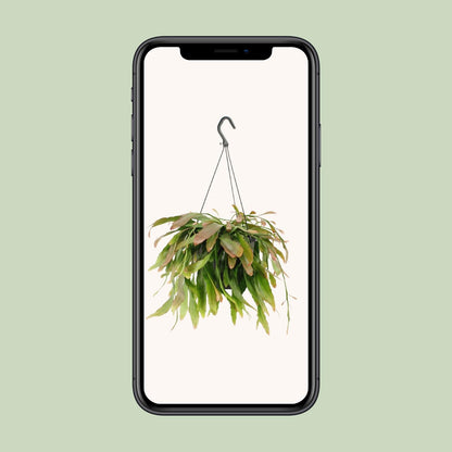 Kamerplant - Rhipsalis Red Coral - Pot Ø 17cm Hoogte ↕ 25cm