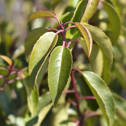 Buitenplant 8x Prunus lusitanica Angustifolia - Groenblijvend - Pot Ø 9cm Hoogte ↕ 30-35cm