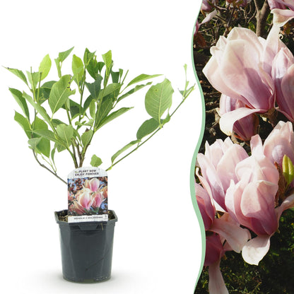 Buitenplant - Magnolia Soulangiana - Bloeiend - Pot Ø 17cm Hoogte ↕ 45cm