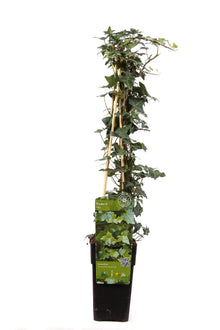 Buitenplant - Hedera helix - Klimplant - Pot Ø 15cm Hoogte ↕ 65cm