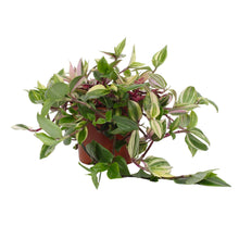 Kamerplant - Tradescantia Quadricolor Pink Pampas - Pot Ø 12cm Hoogte ↕ 17cm