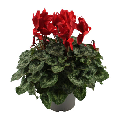Kamerplant - Cyclaam Rood - Bloeiend - Pot Ø 17cm Hoogte ↕ 40cm