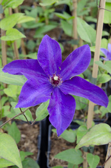 Buitenplant - Clematis 'The President' - Bloeiend - Pot Ø 15cm Hoogte ↕ 65cm