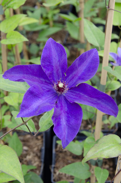 Buitenplant - Clematis 'The President' - Bloeiend - Pot Ø 15cm Hoogte ↕ 65cm