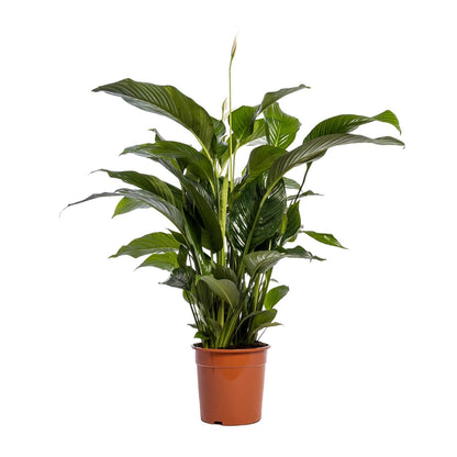 Kamerplant - Spathiphyllum Bellini - Luchtzuiverend - Pot Ø 24cm Hoogte ↕ 100cm