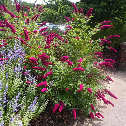 Buitenplant - Buddleja davidii Royal Red - Bloeiend - Pot Ø 17cm Hoogte ↕ 45cm