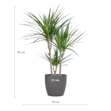 Kamerplant - Dracaena Marginata - Inclusief grijze sierpot - Pot Ø 21cm Hoogte ↕ 95cm