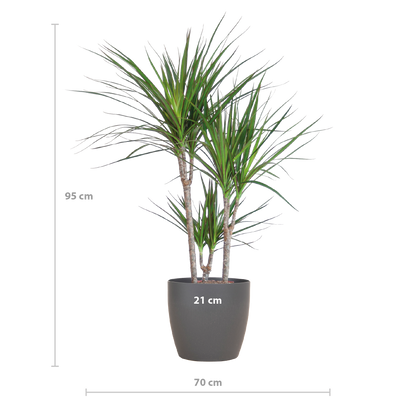 Kamerplant - Dracaena Marginata - Inclusief grijze sierpot - Pot Ø 21cm Hoogte ↕ 95cm