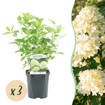 Buitenplant 3x Hydrangea panniculata 'Limelight' - Bloeiend - Pot Ø 17cm Hoogte ↕ 50cm