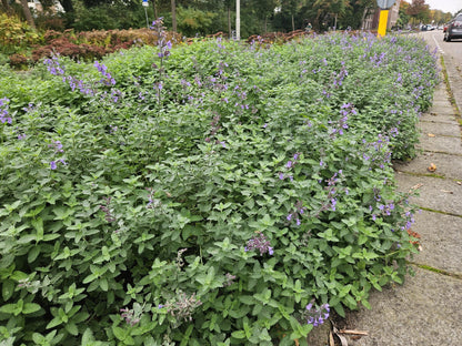 Buitenplant 60x Nepeta 'Walker's Low' - Bloeiend - Pot Ø 9cm Hoogte ↕ 10-25cm