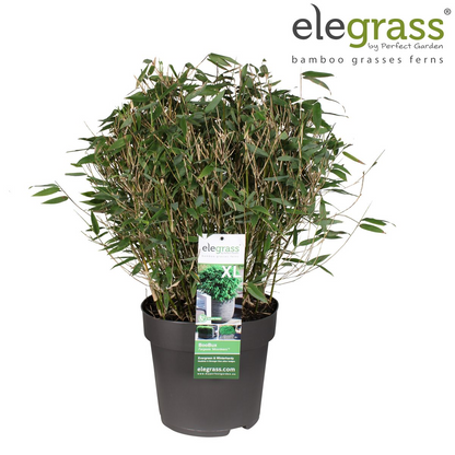 Buitenplant - Fargesia 'Moontears'® - Niet-woekerende bamboe - Pot Ø 29cm Hoogte ↕ 70cm