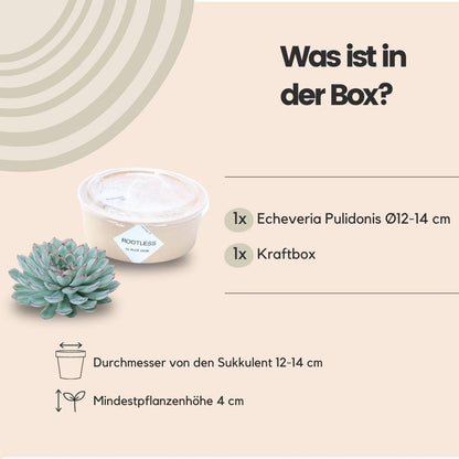 Kamerplant - ROOTLESS Succulent Echeveria Pulidonis - Pot Ø 12-14cm Hoogte ↕ 5cm