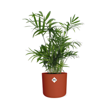 Kamerplant - Chamaedorea - Luchtzuiverend - Pot Ø 14cm