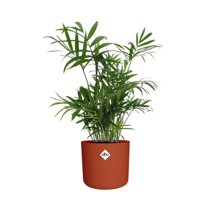 Kamerplant - Chamaedorea - Luchtzuiverend - Pot Ø 14cm