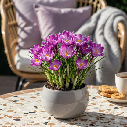 Buitenplant 50x Crocus Ruby Giant - Bloeiend - Bolmaat 5/6