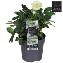 Buitenplant - Helleborus Niger 'Christmas Carol' - Winterhard - Pot Ø 10,5cm Hoogte ↕ 20cm