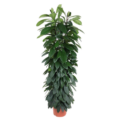 XL Kamerplant - Ficus Cyatistipula - Zuilvorm - Pot Ø 29cm Hoogte ↕ 150cm