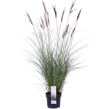 Buitenplant - Miscanthus sinensis Ferner Osten - Pot Ø 19cm Hoogte ↕ 50cm