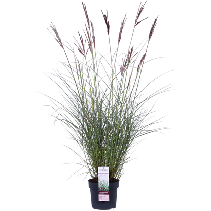 Buitenplant - Miscanthus sinensis Ferner Osten - Pot Ø 19cm Hoogte ↕ 50cm