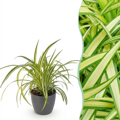 Kamerplant - Chlorophytum comosum Variegatum - Pot Ø 12cm Hoogte ↕ 20cm