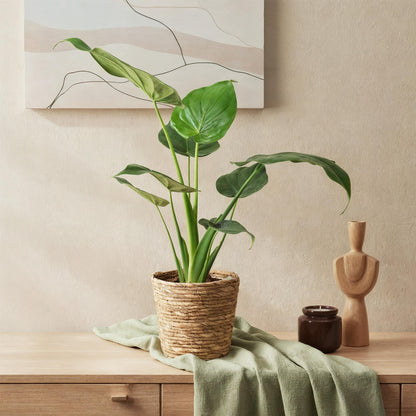 Green BoutiQ - Green is... Kamerplanten - Alocasia Cucullata - Boeddha,s hand - Weinig onderhoud - met mand - Groen - 1 Plant - Pot 17cm - Hoogte 60-65cm