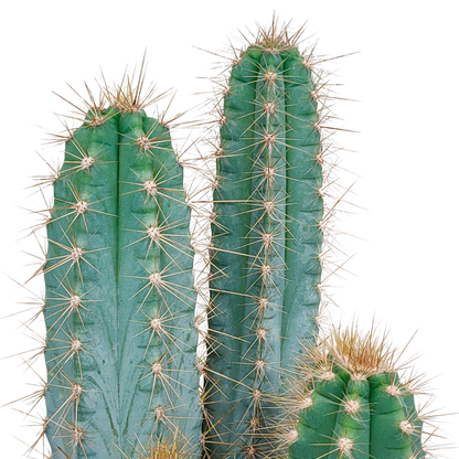 Kamerplant - Pilosocereus azureus - Cactus - Pot Ø 17cm