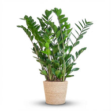 Kamerplant - Zamioculcas Zamiifolia - met zeegras mand naturel - Pot Ø 21cm Hoogte ↕ 80cm