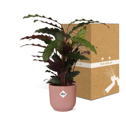 Kamerplant - Calathea Rufibarba 'Tropistar' - Pot Ø 14cm