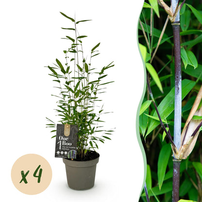 Buitenplant 4x Fargesia Black Dragon - Bladhoudend - Pot Ø 14cm Hoogte ↕ 35cm