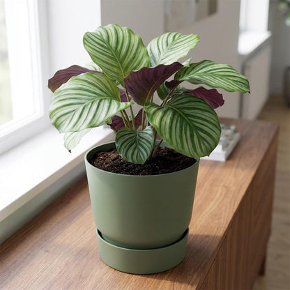 Sierpot - Greenville Round Leaf - Ø 30cm - Groen