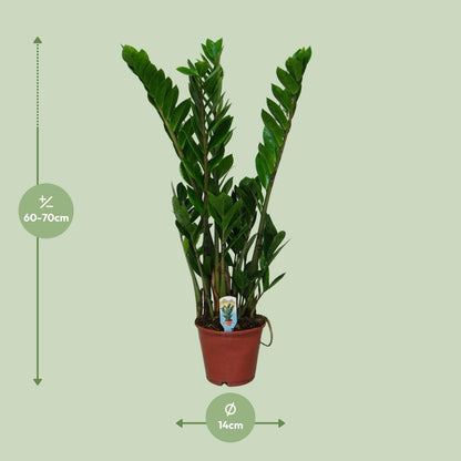 Kamerplant - Zamioculcas Zamiifolia - Pot Ø 14cm Hoogte ↕ 50cm