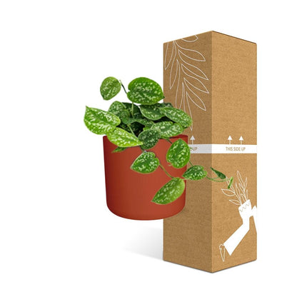 Kamerplant - Scindapsus Pictus 'Argyraeus' - Hangplant - Met sierpot - Pot Ø 14cm
