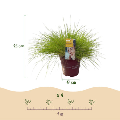 Buitenplant 4x Festuca glauca 'Golden Toupee' - Siergras Bladhoudend - Pot Ø 17cm Hoogte ↕ 50cm