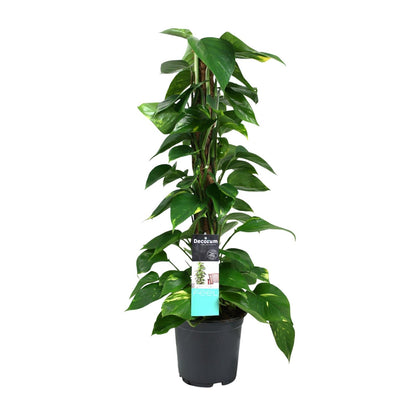 Kamerplant - Scindapsus (Epipremnum) - Pot Ø 19cm Hoogte ↕ 80cm