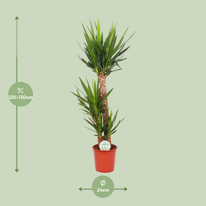 XL plant - Yucca Elephantipes - Pot Ø 24cm Hoogte ↕ 125cm