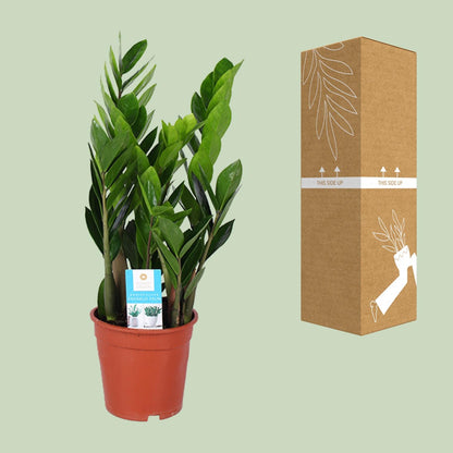 Kamerplant - Zamioculcas Zamiifolia - Pot Ø 17cm Hoogte ↕ 60cm