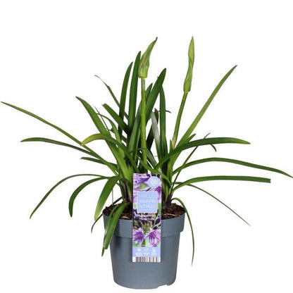 Buitenplant - Agapanthus 'Poppin Purple' - Bloeiend - Pot Ø 19cm Hoogte ↕ 30cm