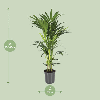 Kamerplant - Howea Forsteriana (Kentia) - Luchtzuiverend - Pot Ø 21cm Hoogte ↕ 100cm