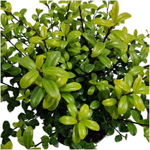Buitenplant 24x Ilex crenata 'Jenny' ® - Groenblijvend - Pot Ø 12cm Hoogte ↕ 20cm