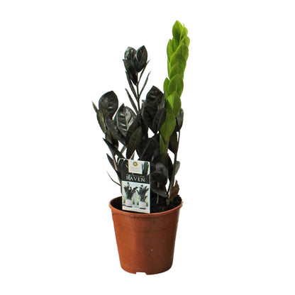 Kamerplant - Zamioculcas Raven - Pot Ø 14cm Hoogte ↕ 45cm