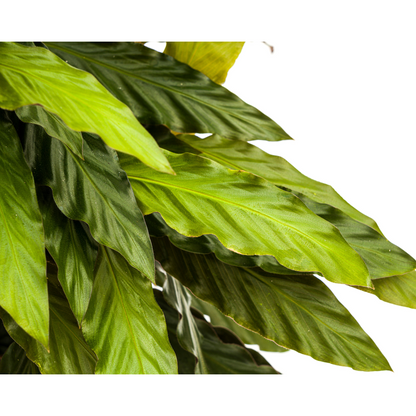 Kamerplant - Calathea Rufibarba - Pot Ø 27cm Hoogte ↕ 60-80cm