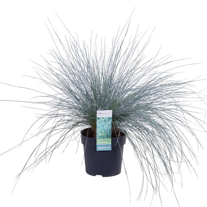 Buitenplant - Festuca glauca Azura Blue - Pot Ø 19cm Hoogte ↕ 40cm