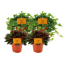 Kamerplant 4x Peperomia Mix - Rosso & Rotundifolia - Pot Ø 12cm Hoogte ↕ 20cm