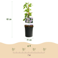 Buitenplant 2x Clematis 'Justa' - Klimplant - Bloeiend - Pot Ø 11cm Hoogte ↕ 40cm