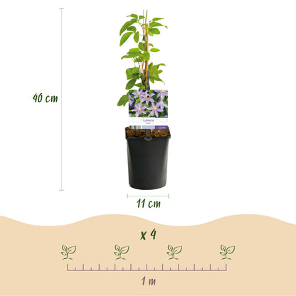 Buitenplant 2x Clematis 'Justa' - Klimplant - Bloeiend - Pot Ø 11cm Hoogte ↕ 40cm