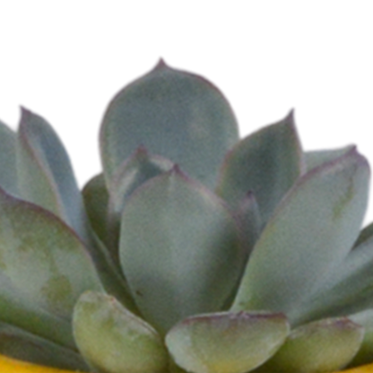 Kamerplant 5x Vetplanten mix - in Mexicaanse pot - Pot Ø 5.5cm