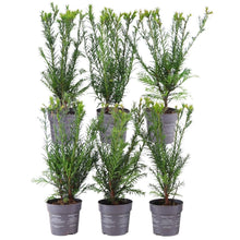 Buitenplant 6x Taxus media 'Groenland' - Haagplant Winterhard - Hoogte ↕ 100cm