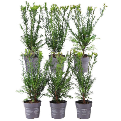 Buitenplant 6x Taxus media 'Groenland' - Haagplant Winterhard - Hoogte ↕ 100cm