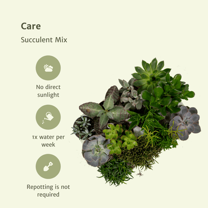 Kamerplant - Succulenten Mix - Pot Ø 8,5cm Hoogte ↕ 18cm