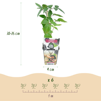Buitenplant 3x Rubus Thornfree - Winterhard - Pot Ø 9cm Hoogte ↕ onbekend